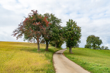 Streuobstbäume an einem landwirtschaftlichen Weg