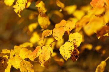 Autumn yellow bright leaves on a tree close-up. Natural background