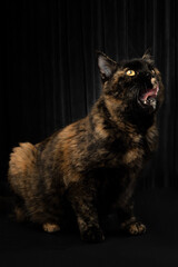 katze schildpatt mit wolle auf schwarz