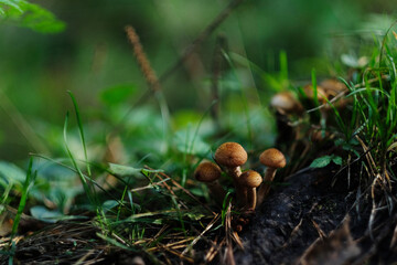 Small mushrooms in the forest. Macro photography of mushrooms in green grass on a summer day