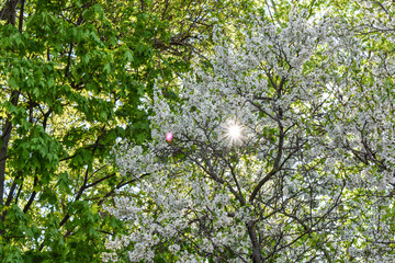 dawn in the spring flowering garden