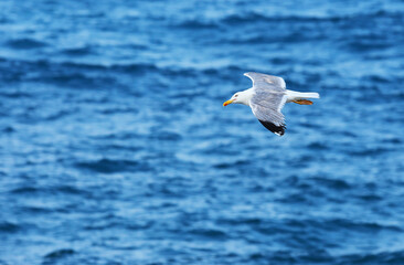 Bird in free flight