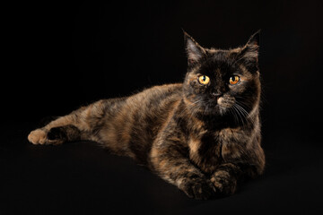 Schildpatt katze fell und gelbe augen