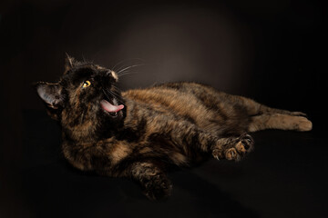 Schildpatt katze fell und gelbe augen
