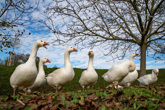 G&auml;nse auf der Weide