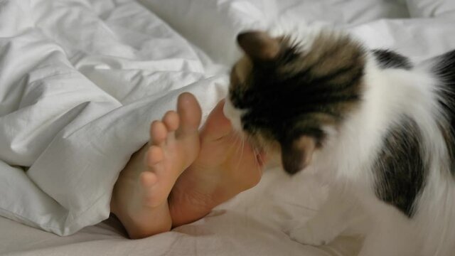 Fluffy cat plays with young person wriggling toes peeking out from under blanket in large bed in sunny morning extreme closeup