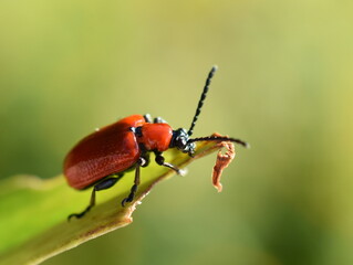 Red lily beetle garden pest insect Lilioceris lilii on a leaf