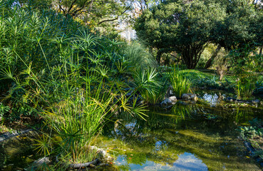 Luxurious bright green Cyperus alternifolius bush, common names of umbrella papyrus or umbrella palm in park pond in Sochi. Exotic plants are reflected in water surface of beautiful pond.