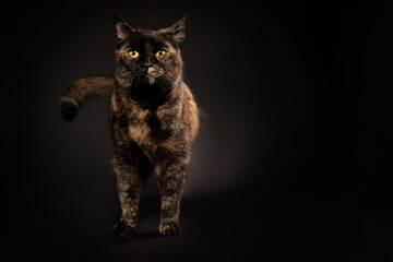 Schildpatt katze fell und gelbe augen