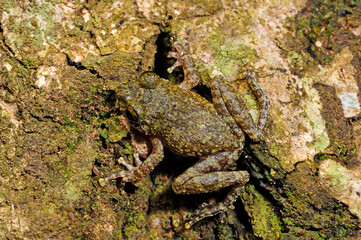Ruderfrosch (Pseudophilautus cf. hallidayi) Sinharaja Forest Nationalpark, Sri Lanka © bennytrapp