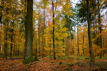 herbstlicher Mischwald