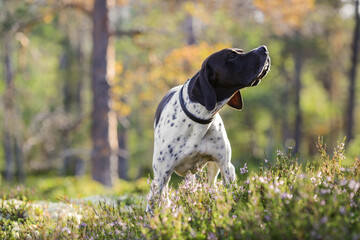 Dog english pointer