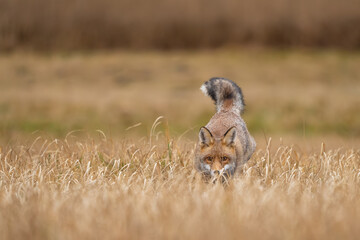 Naklejka na ściany i meble Red fox hidden in the yellow field. Animal hunter in action from a front view