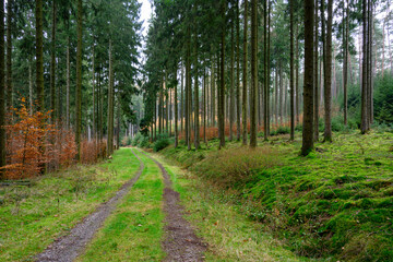 Waldweg im Odenwald