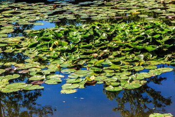 Picturesque pond in Giverny near Claude Monet building (famous French impressionist painter)....