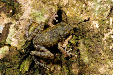 Halliday's Shrub Frog // Halliday Ruderfrosch (Pseudophilautus cf. hallidayi) Sri Lanka © bennytrapp
