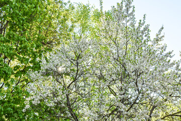 dawn in the spring flowering garden