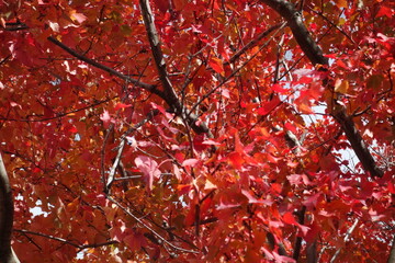 秋の北海道の紅葉の写真
