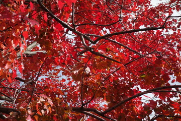 秋の北海道の紅葉の写真