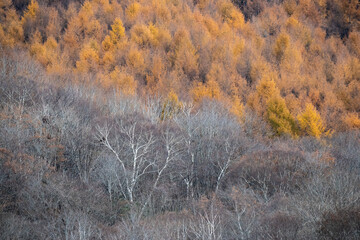 白と黄色　秋の戸隠