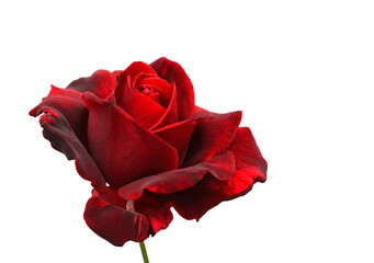 Fresh red rose in the sunlight, close-up, Isolated on white