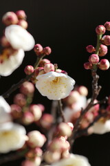 梅の花（白）