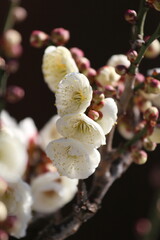 梅の花（白）