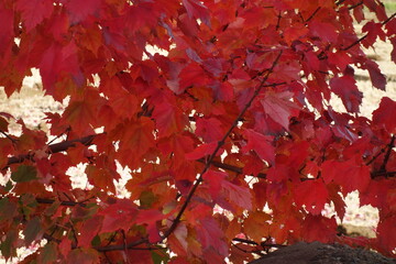 秋の北海道の紅葉の写真