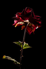 Rosa artificial sobre fondo negro