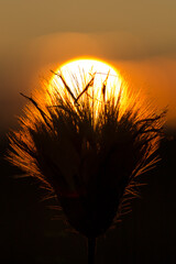 beautiful sunset behind dry plant
