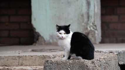 Homeless cat on a city street