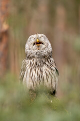 Ural owl eating mouse. Happy owl. Strix uralensis