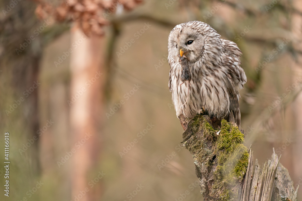 Aufkleber ural owl with mouse in beak sitting on a tree stump. strix uralensis