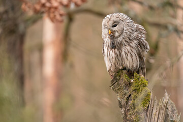 Ural owl with mouse in beak sitting on a tree stump. Strix uralensis