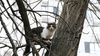 Obraz premium Homeless cat on a city street