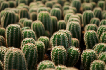 baby cactus in pot with daylight and blur