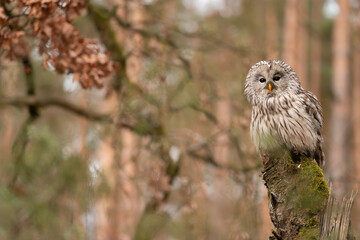Ural owl sitting on a tree stump in autumn forest. Strix uralensis