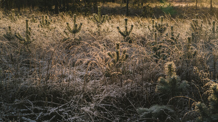 Fototapeta premium Sun-lit grass stalks covered with frost, grow young pines. Background blurred, forest.