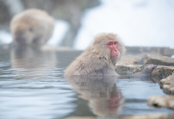 猿の温泉