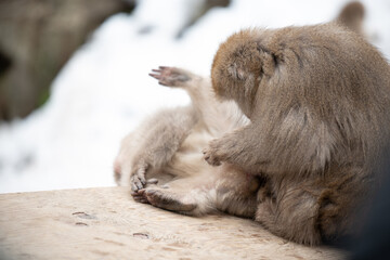 サルの毛ずくろい