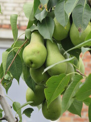 pear on a tree