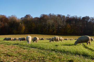 Fototapeta premium Some white sheep are eating lush grass, in front of a forest. Copy space.