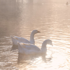 Two geese swimming in a pond during a misty golden morning