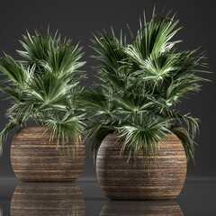palm tree in a rattan basket on a black background