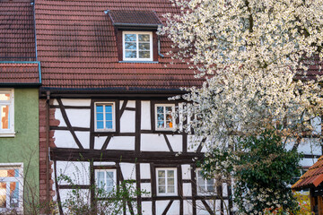 Fachwerkhaus in Mosbach mit blühendem Kirschbaum