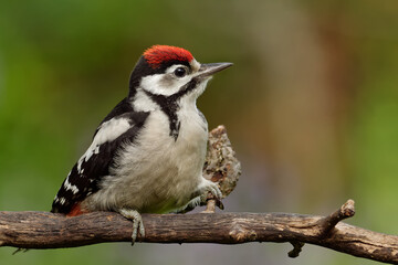 Juveniler Buntspecht