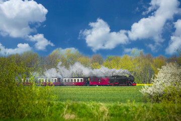 die B&auml;derbahn Molli f&auml;hrt durch ein Feld im Fr&uuml;hling in K&uuml;hlungsborn an der Ostsee