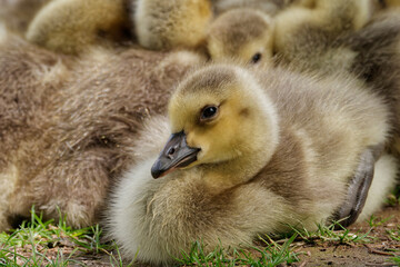 Juvenile Kanadagänse