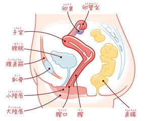女性の生殖器のイラスト