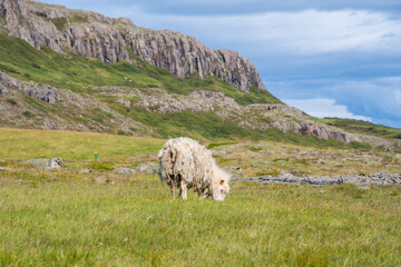 sheep eating grass in the Icelandic countryside